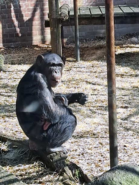 Chimpansee met jong