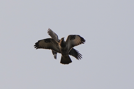 Buizerd en kraai hebben het met elkaar aan de stok