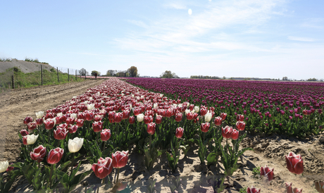 Fotograferen bloembollen velden