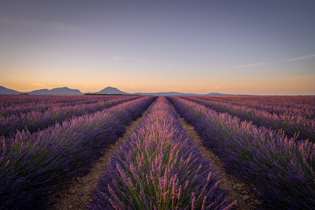 Zonsopkomst op het Plateau de Valensole