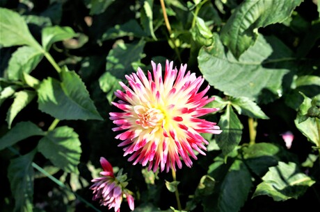 dahlia roze geel