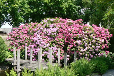 Rhododendron