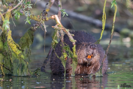 De Bever