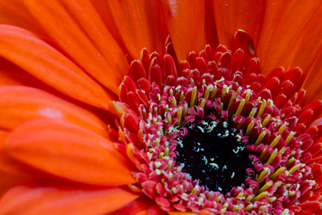 margriet