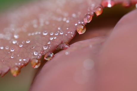 Rozen druppels in de morgen