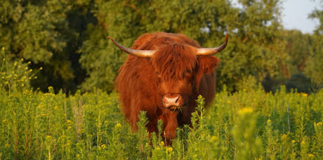 Goudenuurtje op de landtong2