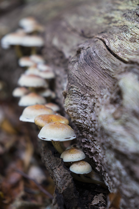 Paddenstoelen in bos