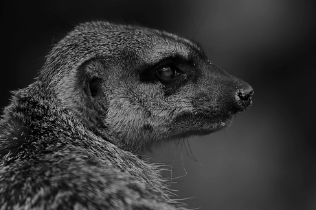 Aandacht houden, ......