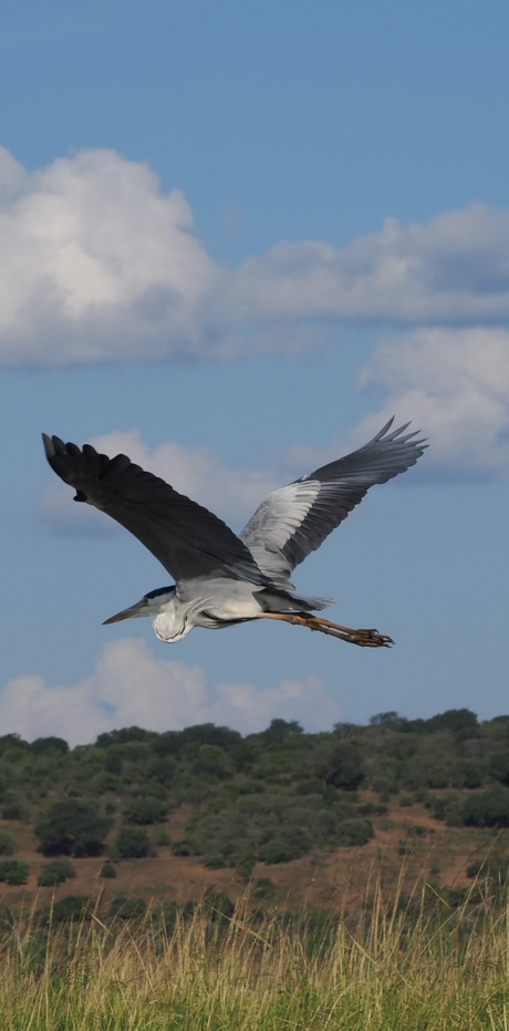 Blauwe reiger