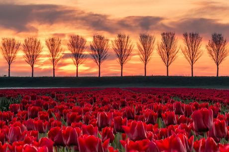 Een veld rode tulp[en met zonsondergang