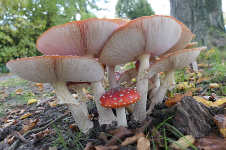 schuilen onder moeders paraplui