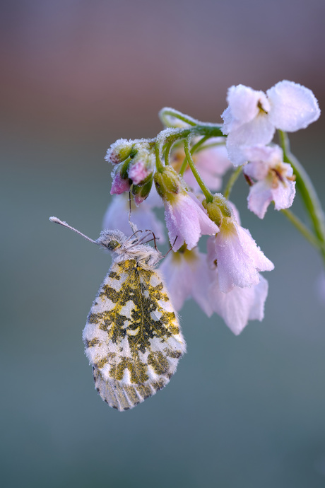 Oranjetipje nachtvorst