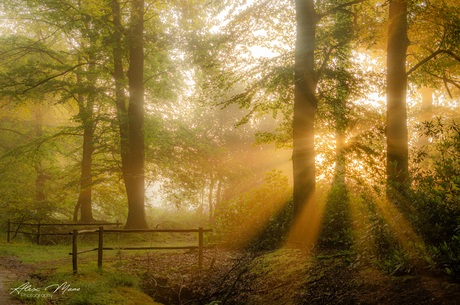 Licht in het bos