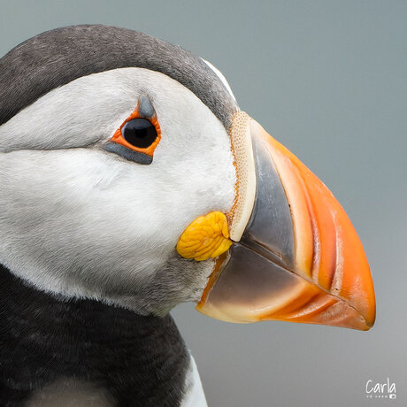 Puffin