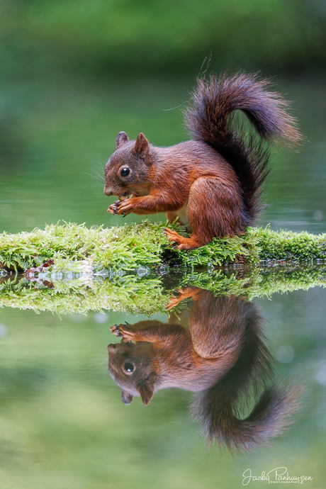 Squirrel reflection