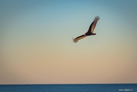 Turkeyvulture