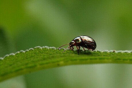 Rozemarijngoudhaantje in de moestuin