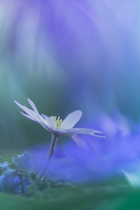Anemoontjes in de tuin.
