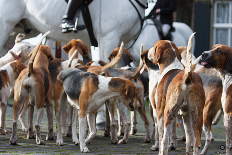 honden bij paard