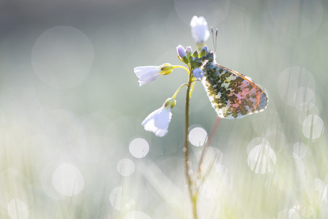 early in the morning