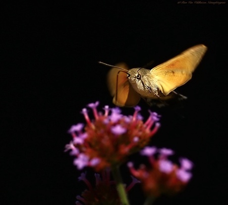 Hummingbird butterfly