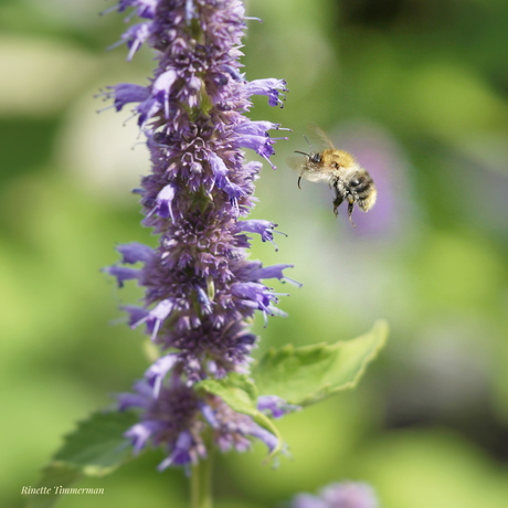 Hommel