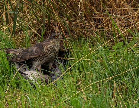Duyvis als er een fuif is