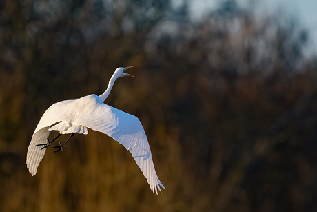 Zilverreiger 24 dec 2025