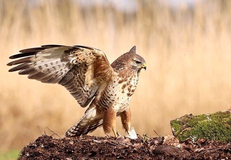 Buizerd