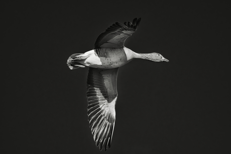 Vogelvlucht