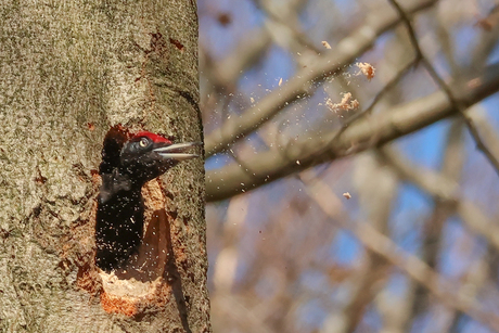 Zwarte specht 