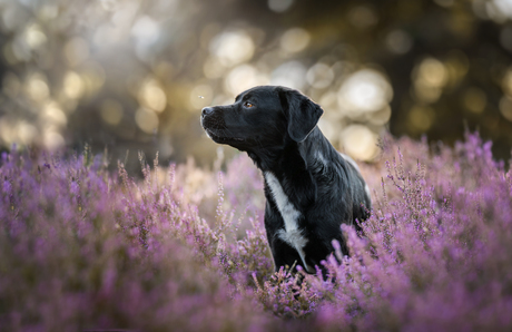 Nala en haar vliegvriendje