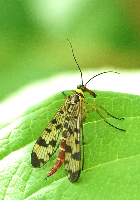 Weideschorpioenvlieg: "Ik zie het licht"