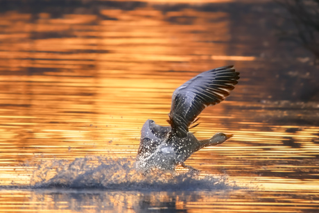 Ochtendstond heeft goud in de mond