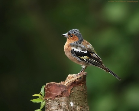 Vink    ( man )