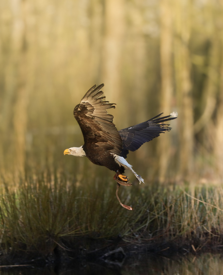 Amerikaanse zee arend