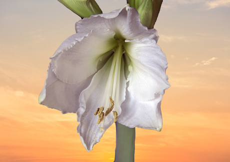 Amaryllis