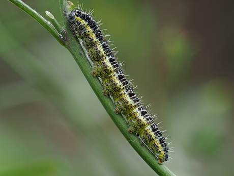 Rups Groot Koolwitje