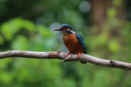 IJsvogel