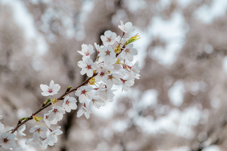 Japanse kersenbloesem