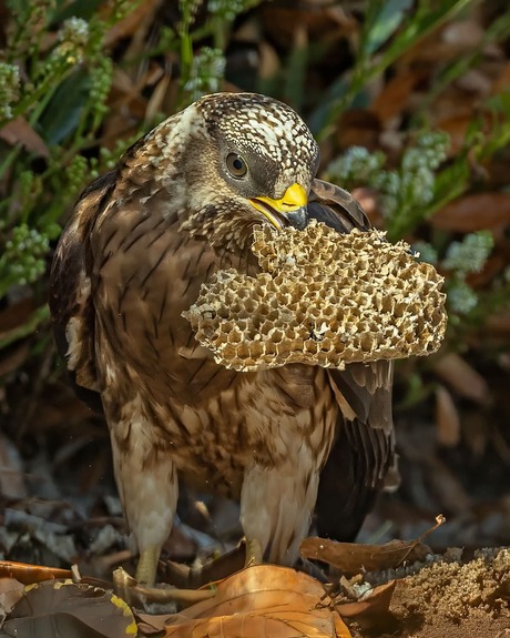 Juveniele wespendief  met raat 