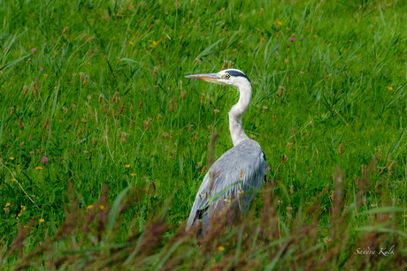 Blauwe Reiger