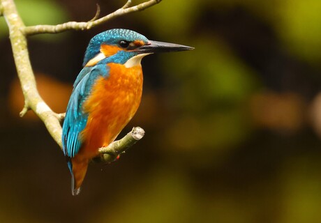 Portret van een ijsvogel