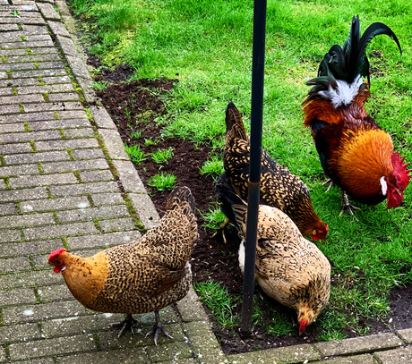 De kippen en haan van de buren zijn weer gezellig op visite. 