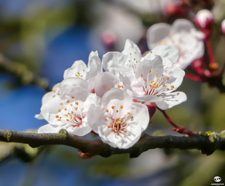 Lente 