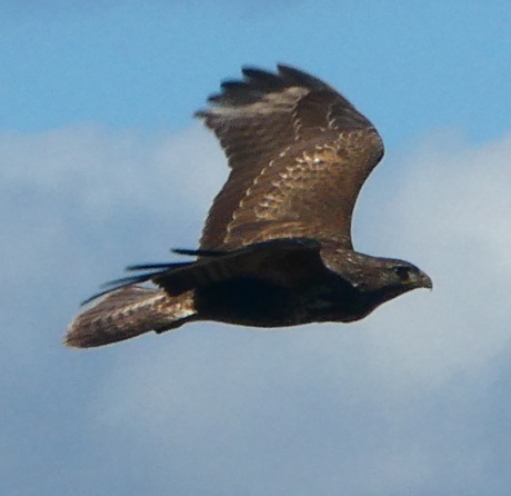 Buizerd