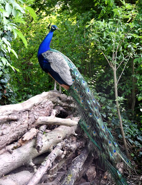 Zo trots als een pauw