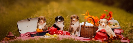 Puppy Picknick