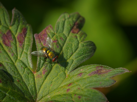 Het is groen en … 