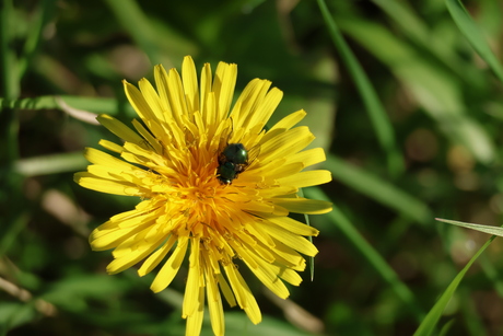 Paardebloem 